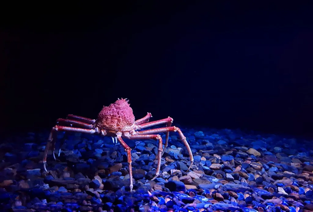 Giant crab Giant crab