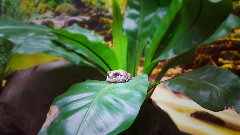 Frog Frog