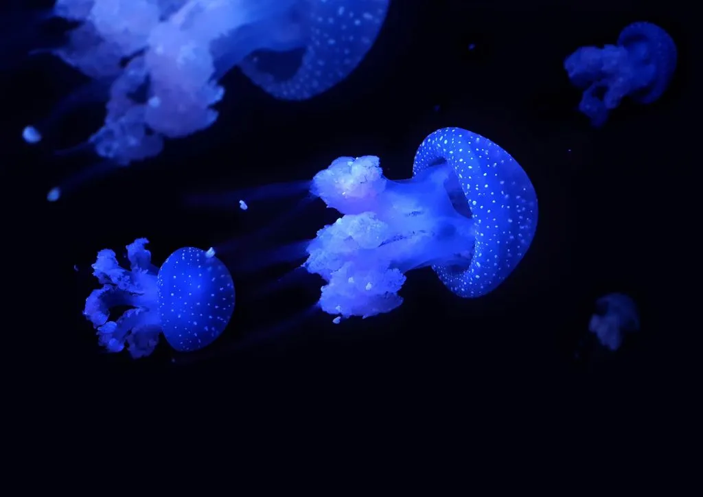 Jellyfish Jellyfish