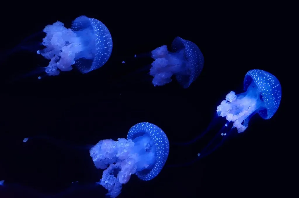 Jellyfish Jellyfish